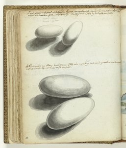 Skilpadde og slangeegg av Jan Brandes