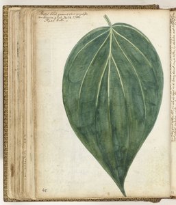 Betelblad av Jan Brandes