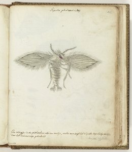 fly av Jan Brandes