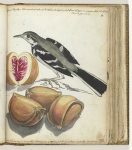 Løphale med frukt av Jan Brandes