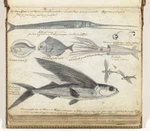 havfiske av Jan Brandes
