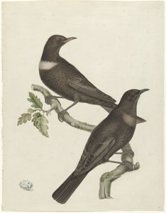 To ringtroster (Purdus torquatus) med et egg av Jan Christiaan Sepp (possibly)