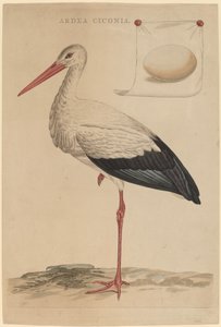 Den hvite storken av Jan Christiaan Sepp