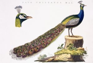Peafowl, ca. 1809-1829
