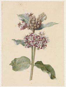 Blomstrende Asclepias-arter av Jan Jacob Goteling Vinnis