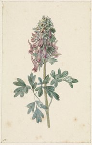 Bloeiende Corydalis bulbosa   1387517   no       norwegian Successfully Translated  Original: "Kiøbenhavns Skilderie". Nr. 2 Translat: "Kiøbenhavns Skilderie". Nr. 2 1263272 no norwegian Successfully Translated Original: Christ on the Cross, 14861488. Tran av Jan Jacob Goteling Vinnis