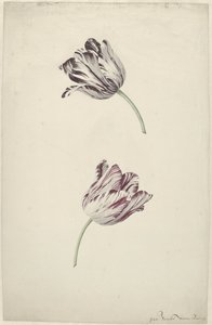 To rød-hvite tulipaner av Jan Jansz. van der Vinne