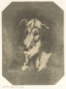Greyhound hode