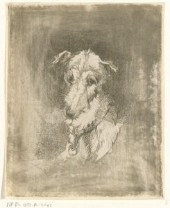 Greyhound hode