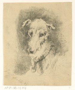 Greyhound hode