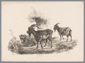 To geiter og en sau ved et tre Beesten Studien av J. Kobell etter Paul Potter Nr. 1 (serietittel) av Jan Kobell (III)