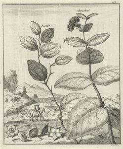 Bilde av to persiske planter av Jan Luyken