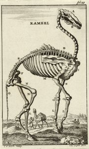 Skjelett av en kamel, ca. 1680-tallet