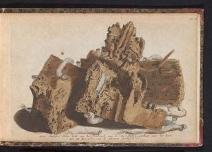 Deler av pælearbeid påvirket av skipsorm, 1731 Tre stykker eiketre fra Paalwerk aan de Zee-Dyken, tegnet etter livet slik det ble gjennomboret av Wurmen (tittel på objekt) av Jan Ruyter