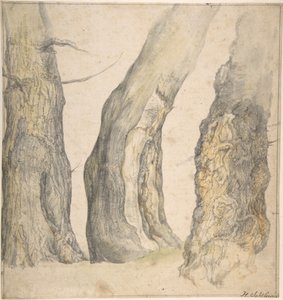 Studie av tre gamle knudrete trær, 1660.