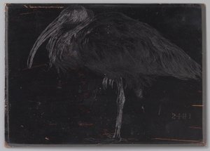 Ibis (original tittel på objekt) av Jan Veth