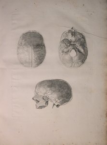 Albinus II, Pl. III, Kranielt bein, illustrasjon fra 