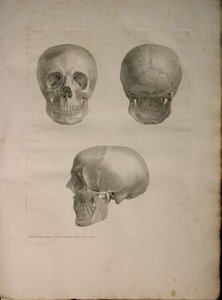 Albinus II, Pl. I, illustrasjon fra 