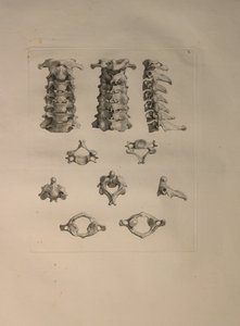 Albinus II, Pl. X: Nakkevirvel, illustrasjon fra 