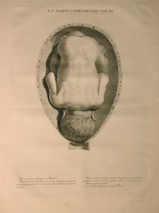 Albinus, Uterus, Pl. III, illustrasjon fra 