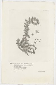 Anthospermum aethiopicum Anthospermum hann. Hage. Klippe. 455 sp. 1 (tittel på objekt) av Jan Wandelaar
