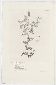 Dalea alopecuroides Dalea. Hort. Klippe. 363. sp. 1 (tittel på objekt) av Jan Wandelaar