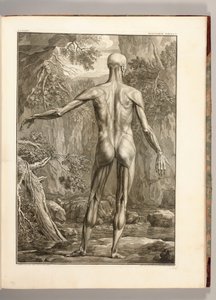 Gravering som viser muskelgruppene på ryggen, 1747