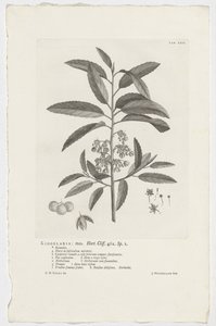 Kiggelaria africana Kiggelaria: mas. Hort. Klippe. 462. sp. 1 (tittel på objekt) av Jan Wandelaar