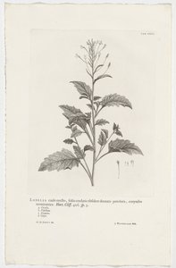 Lobelia cliffortiana Lobelia med en oppreist stilk, hjerteblad med avlange tannstilte, avsluttende corymbose. Hage. Klippe. 426. sp. 3 (tittel på objekt)
