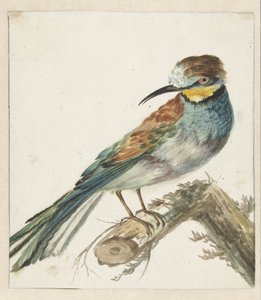 Vixenitter (Merops apiaster) av Jan Baptist Weenix