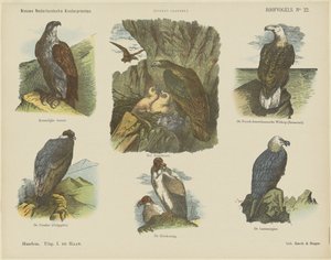Birds of Prey (tittel på objekt) Nye nederlandske barnetrykk (serietittel på objekt) Funkes trykk (serietittel på objekt)