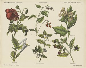 Giftige planter (tittel på objekt) Nye nederlandske barnetrykk (serietittel på objekt) Funkes trykk (serietittel på objekt)