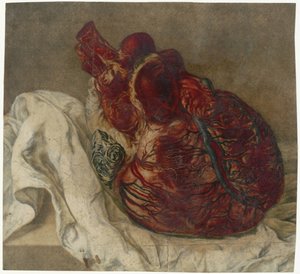 Utskrifter av hjernen og hjertet Anatomisk studie av et menneskelig hjerte av Jan l