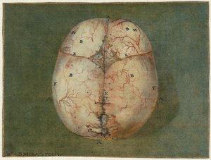Utskrifter av hjernen og hjertet Anatomisk studie av hodeskallen til en umoden baby av Jan l