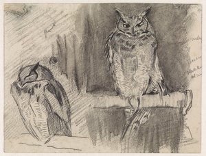 To studier av en ugle av Jan van Essen