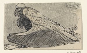 Sittende gribb av Jan van Essen