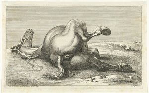 Død hest sett bakfra Dead Horses (serietittel)