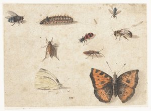 Ark med studier av ni insekter av Jan van Kessel (I)