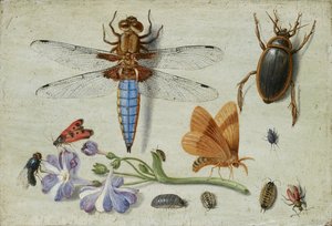 En hane, bille, trelus og andre insekter, med en kvist av Auricula, tidlig på 1650-tallet
