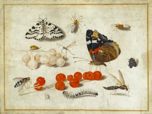 Sommerfugl, larve, møll, insekter og rips, ca. 1650-65 (gouache og blekk på vellum) av Jan van Kessel the Elder