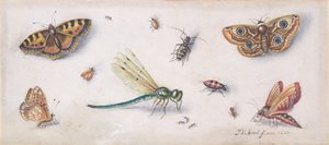 Insekter, sommerfugler og en øyenstikker, 1600-tallet.