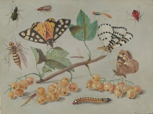 Studiul fluturelui și al insectelor, c. 1655. norvegian