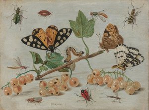 Insekter og frukt. Rundt 1660-65 av Jan van Kessel the Elder