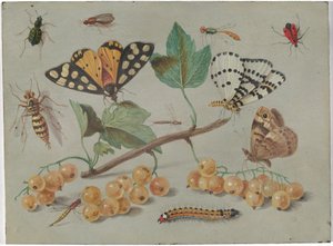 Studie av sommerfugler og insekter av Jan van Kessel the Elder