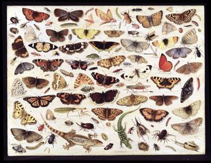 Studie av sommerfugler og andre insekter av Jan van Kessel the Elder