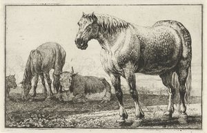 Hester og kyr Dyr (serietittel) Zoography (serietittel)