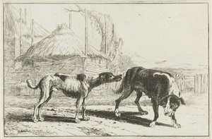 Mann og kvinne Dyr (serietittel) Zoography (serietittel)