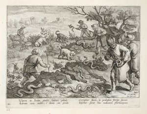 Italian Vipers Eating Toads, plate 60, illustrasjon fra 