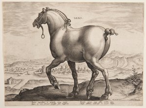 En saksisk hest, fra det første settet av "Equile Joannis Austriaci" av Jan van der Straet, called Stradanus