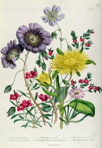 Calandrinia, plate 18 fra 